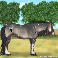 Horse Color:White Spotted Blue Onyx Roan 