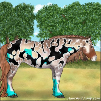 Horse Color:Red Onyx Roan Appaloosa 