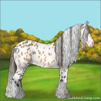 Horse Color:Palomino Appaloosa  and Buckskin Appaloosa 