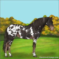 Horse Color:White Spotted Liver Chestnut Appaloosa 