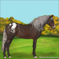 Horse Color:Silver Brown Appaloosa 