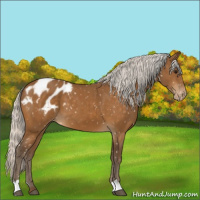 Horse Color:Silver Buckskin Appaloosa 