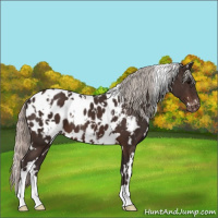 Horse Color:White Spotted Silver Brown Appaloosa 