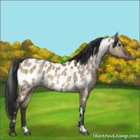 Horse Color:White Spotted Brown Dun Appaloosa 