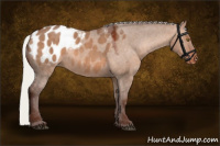 Horse Color:Silver Brown Dun Appaloosa 