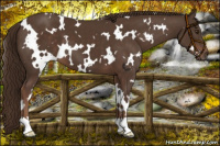 Horse Color:White Spotted Liver Chestnut