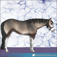 Horse Color:Blue Onyx Sabino 