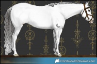 Horse Color:White Spotted Liver Chestnut Appaloosa 