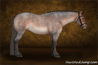 Horse Color:Bay Roan 