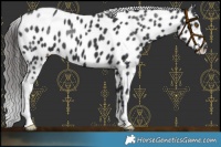 Horse Color:Black Near Leopard 