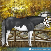 Horse Color:Black Splash