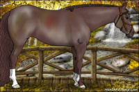 Horse Color:Chocolate Black