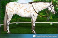 Horse Color:Buckskin Appaloosa 