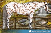 Horse Color:Bay Leopard 