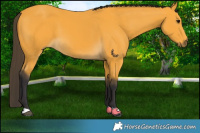 Horse Color:Buckskin 