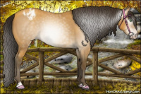 Horse Color:Gray Amber Cream Champagne Roan Sabino Appaloosa 