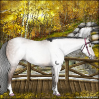 Horse Color:Gray White Spotted Sable Champagne Sabino Appaloosa