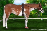 Horse Color:Silver Bay Sabino Appaloosa 