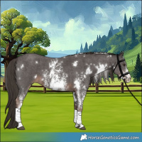 Horse Color:White Spotted Liver Chestnut Sabino 