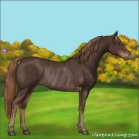 Horse Color:Liver Chestnut Rabicano 