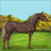 Horse Color:Liver Red Roan Rabicano