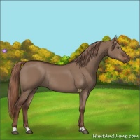 Horse Color:Liver Red Dun Rabicano 