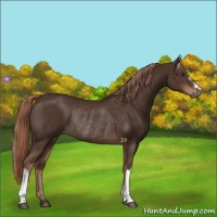 Horse Color:Liver Chestnut Rabicano 