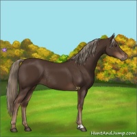 Horse Color:Liver Chestnut Rabicano 