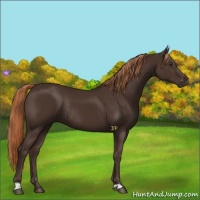 Horse Color:Liver Chestnut Rabicano 