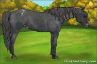 Horse Color:Black Appaloosa Rabicano 