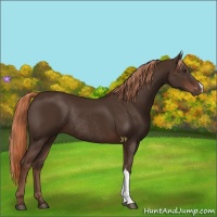 Horse Color:Liver Chestnut Rabicano 