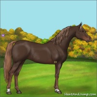 Horse Color:Liver Chestnut Rabicano 