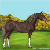Horse Color:Liver Chestnut Rabicano 