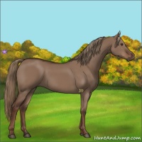 Horse Color:Liver Red Dun Rabicano 