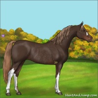 Horse Color:Liver Chestnut Rabicano 