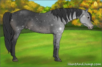 Horse Color:Black Sabino Appaloosa Rabicano 