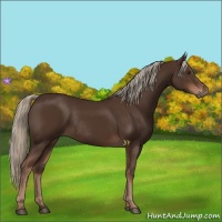 Horse Color:Liver Chestnut Rabicano 