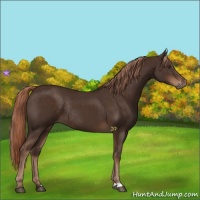Horse Color:Liver Chestnut Rabicano 