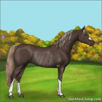Horse Color:Liver Chestnut Rabicano 