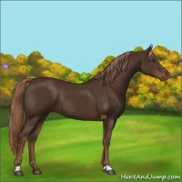 Horse Color:Liver Chestnut Rabicano 
