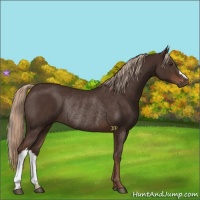 Horse Color:Liver Chestnut Rabicano 