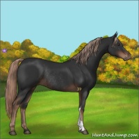 Horse Color:Liver Chestnut Rabicano 