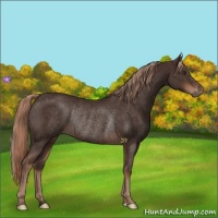 Horse Color:Liver Chestnut Rabicano 