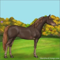 Horse Color:Liver Chestnut Rabicano 