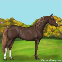 Horse Color:Liver Chestnut Rabicano 
