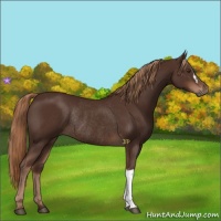 Horse Color:Liver Chestnut Rabicano 