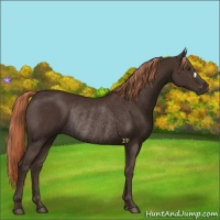 Horse Color:Liver Chestnut Rabicano 