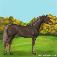 Horse Color:Liver Chestnut Rabicano 