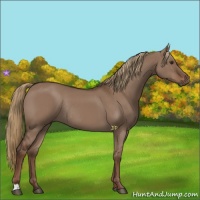 Horse Color:Liver Red Dun Rabicano 