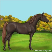 Horse Color:Liver Chestnut Rabicano 